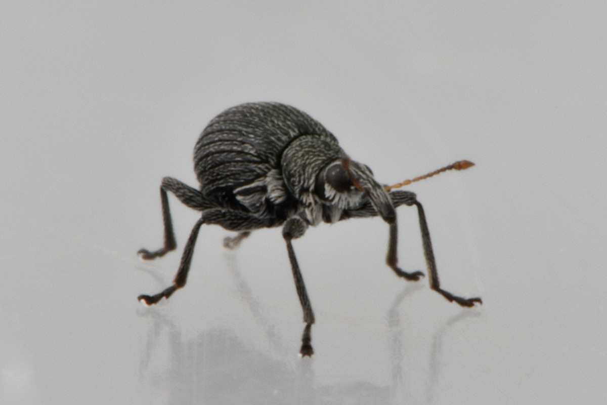 Apionidae: Eutrichapion sp?  Sì, Eutrichapion ervi, maschio